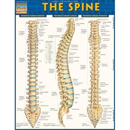 BARCHARTS BarCharts 9781423220237 The Spine Quickstudy Easel 9781423220237